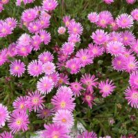 マツバギクの画像