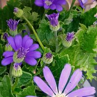 キキョウ,サイネリア,サイネリア,スーパーアリッサム,ビデンス ジュジュの画像