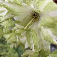 サクラ,ギョイコウ,御衣黄（ギョイコウ）桜,ギョイコウ(御衣黄桜),2026年桜さくらサクラリレーの画像