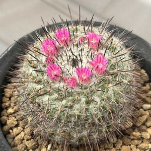 サボテン,霧棲丸,サボテン科,サボテンの花,ピンクの花の画像