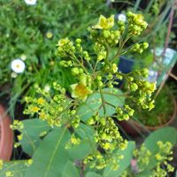 スモークツリー,スイートアリッサム ,ビオラ,シレネ ナッキーホワイト,蕊好きの画像