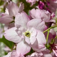 カランコエ プミラ,カランコエ プミラ,カランコエ・プミラ(白銀の舞),カランコエ・プミラ(白銀の舞),一寸桜の画像