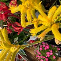 カンガルーポー,すてきな日々を♪,ほんのり♥️ほんわかの画像