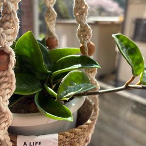 観葉植物,植え替え,ホヤ,植物,お迎えの画像