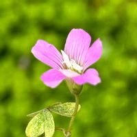 キュウリグサ,カタバミ,ムラサキカタバミ,白花たんぽぽ,野草・雑草だって可愛いの画像