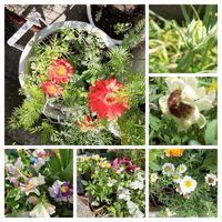 ガーベラ,花かんざし,オルレア,ミニガーベラ,ときめきスミレの画像