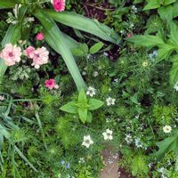 ニゲラ,春の花,モナルダ,ルリタマアザミ（エキノプス）,ラナンキュラス ラックスの画像