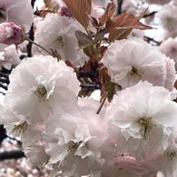 サクラ,ヒメリンゴの画像