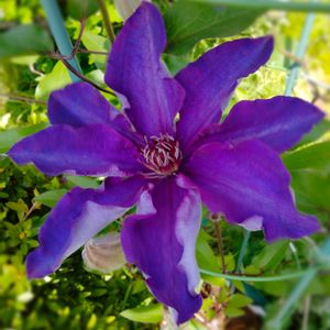 クレマチス,クレマチス,クレマチス ザ・プレジデント,鉢植え,ガーデニングの画像