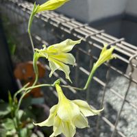 フクシア,フクシア,リシマキア,ガーデンシクラメン,ガーデンシクラメンの画像