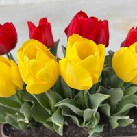 チューリップ,プランター,娘の家のの画像