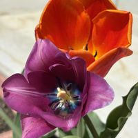 プランター,娘の家のの画像