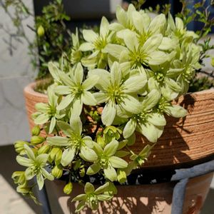 地植え,かわいいな♡,成長が楽しみ,お花好き,すてき…♡の画像