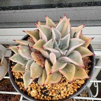 マディバ,多肉植物,多肉大好き,多肉中毒,多肉地植えの画像