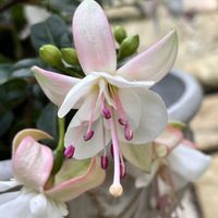 フクシア,ビオラ,ガーデニング,庭の画像