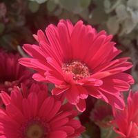 ガーベラ,ハツユキカズラ,バロータ,はつゆきかずら,ハツユキカズラ（初雪カズラ)の画像