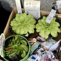 ムシトリスミレ,ハエトリソウ,食虫植物,園芸店,お出かけ先の画像