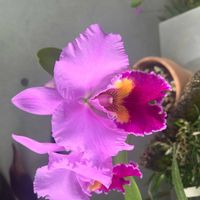 カトレアの画像