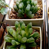 リトープス,ハオルチア,テラスの画像