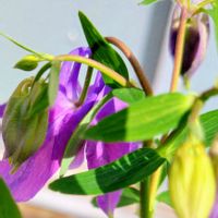 オダマキ,デュランタ,ふくろナデシコの画像