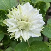 クレマチス,クレマチス　ダッチェス・オブ・エジンバラ,お花,おうち園芸,庭の画像