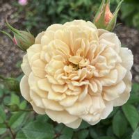 ミニバラ　テディベア,お花,ばら バラ 薔薇,おうち園芸,庭の画像