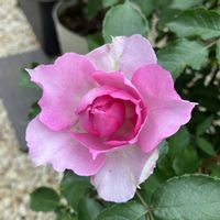 バラ シェエラザード,お花,ばら バラ 薔薇,おうち園芸,庭の画像