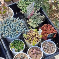 セダム,多肉植物,枯れた,ちまちま寄せ,多肉好きの画像