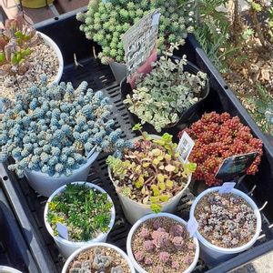 セダム,多肉植物,枯れた,ちまちま寄せ,多肉好きの画像