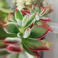 多肉,ハムシー,多肉植物,花のある暮らし,いただきものの画像