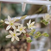 オーニソガラム ジュンシフォリウム,お花,つぼみ,沖縄,可愛い♡の画像