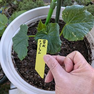 キュウリの画像