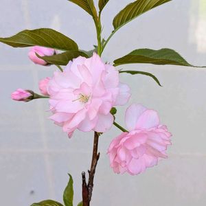 桜,盆栽,ミニ盆栽,盆栽苗木,まめ盆栽の画像