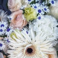 ガーベラ,カラー,サイネリア,トルコキキョウ,ラナンキュラスの画像