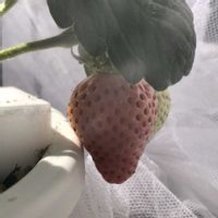 イチゴ,いちご,ベランダガーデニング,家庭菜園,ベランダの画像