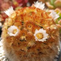 ローラ,メデューサ,カルメナエ,花かんざし,リトルビューティの画像