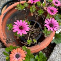 花のある暮らし,緑のある暮らし,玄関アプローチの画像