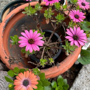 鉢植え,ガーデニング,花のある暮らし,緑のある暮らし,我が家の画像