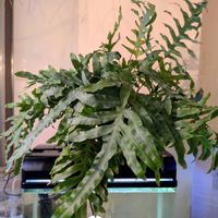 フレボディウム ブルースター,観葉植物,100均,ダイソー,金魚の画像