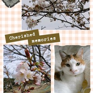 山桜,山桜,沙羅双樹,沙羅双樹,ヤマザクラの画像