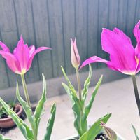チューリップ,プランター,葉っぱのある暮らし,ピンクのお花,春のお花の画像