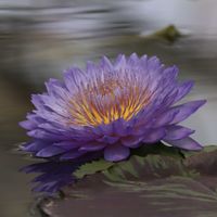 睡蓮,熱帯スイレン,温室,熱帯睡蓮,掛川花鳥園の画像