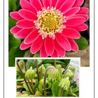 アメリカンブルー,ガーベラ,宿根ガーベラ,多肉のお花,ミニガーベラの画像