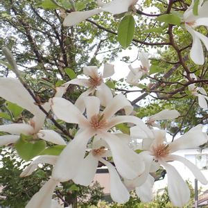 コブシ,近くの公園の画像