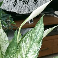 スパティフィラム,観葉植物,植物のある暮らしの画像