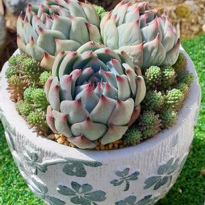 桃太郎,寄せ植え,多肉植物,多肉寄せ植え,春の訪れの画像