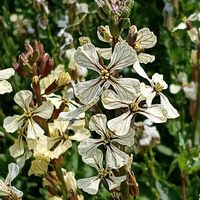 ルッコラの画像