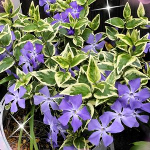 アザレア,ガーベラ,ツルニチニチソウ,トルコキキョウ,ナスの画像