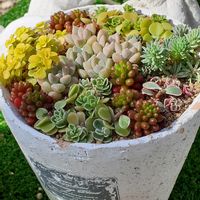 セダム,多肉植物,セダム大好き,春の訪れ,ちまちま寄せの画像