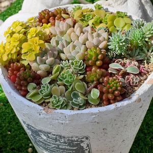 セダム,多肉植物,セダム大好き,春の訪れ,ちまちま寄せの画像